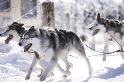 Lenk 2013